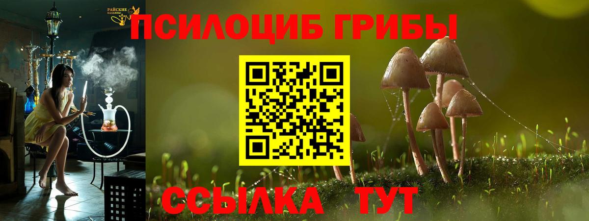 наркошоп  Костомукша  Галлюциногенные грибы Psilocybe 